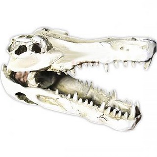 NOMOY PET Mimine Aqua 爬蟲類鱷魚頭骨裝飾品, 單一顏色, 1個