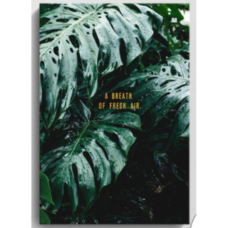 室內裝飾龜背芋c畫框, 白色, 1個