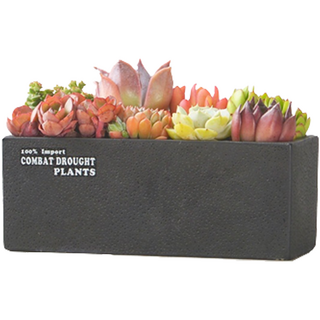 Areumtree 摩登感性多肉植物迷你花盆 長方形 20 x 8 cm, 黑色, 1個
