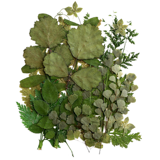 체크스토리 레진공예 압화 컬러믹스 종합팩 꽃모음 22종 세트, 줄기잎 1