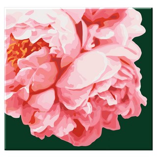 Momofix Painting DIY 數字油畫套組 40 x 40 cm, F14 粉紅盛開牡丹, 1套