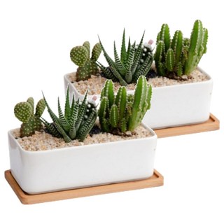 Milda 多肉植物花盆 2入, 2個