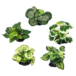 Samaqua Refresh White Pinto Coin Nana 人造水草5件組, 1套