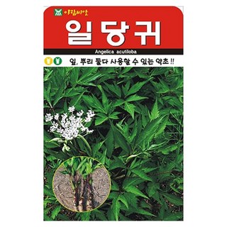 아람종묘 일당귀 씨앗 300립, 1개