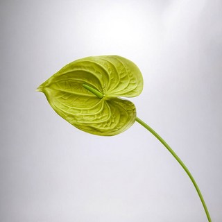 Floral M 黛安娜心型火鶴天使仿真花花材, 2個, 綠色