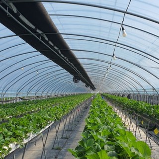 Naktapyo 長壽塑膠布 0.15mm*4m*12m, 1個