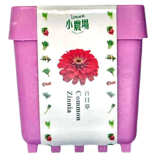 iPlant 積木農場盆栽 Set 蔬菜水果 百日草