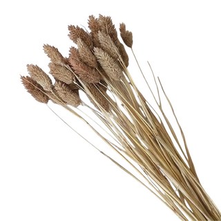 寶石草乾燥花 50支組, 咖啡色