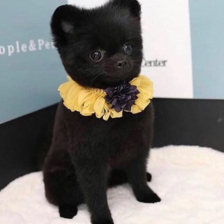 pecanori 寵物雪紡花朵披肩 S, 黃色, 1個