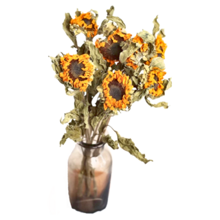 向日葵乾燥花 Set 10朵