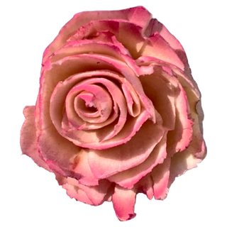 碎邊牡丹 4.5cm 10入, 柔紅