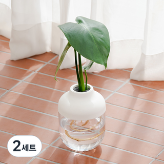 메이크정글 수경재배 식물 몬스테라 + 아쿠아캡슐 2호 화분 DIY 세트, 화이트, 2세트