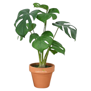 城市花園 擬真龜背芋人造盆栽, 1個, 龜背芋 綠色 + 棕色