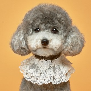 SUPER PET 寵物蕾絲領巾 L號, 白色, 1入