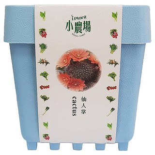 iPlant 積木農場盆栽，仙人掌, 12.5 x 12.5 x 14cm