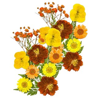 A-ONE 匯旺 真花壓花 小花包-黃橘滿地 AA04 2入1個