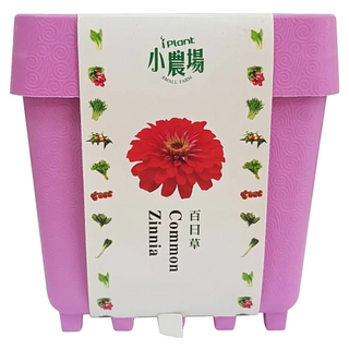 台灣 iPlant 積木農場盆栽, 百日草