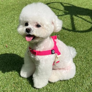 멍템 강아지 앞섬방지 팔레트 하네스, 네온 핑크, 1개