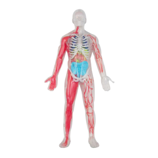 Discovery 3D拼圖 28件 夜光版 人體解剖模型, 夜光版人體探索, 1盒