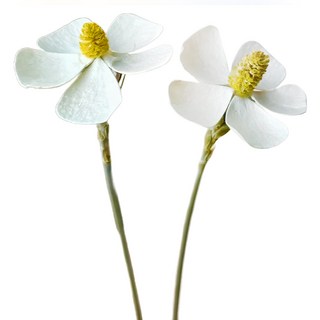 乾燥紫羅蘭 12支, 白色