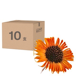 非洲菊 扶郎花 乾燥花材，觀賞期長達2~3年, 橙色