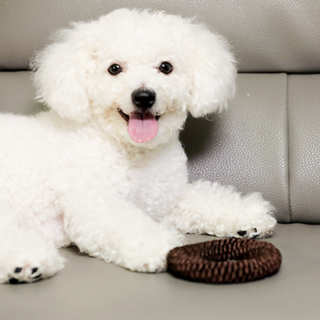 뽀시래기 강아지 오링 치실장난감 M, 브라운, 1개