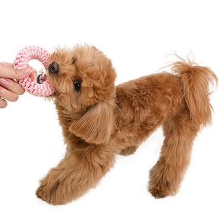 뽀시래기 강아지 오링 치실장난감 M, 핑크, 1개