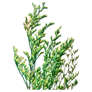 綜合乾燥花 120g, 情人草綠色