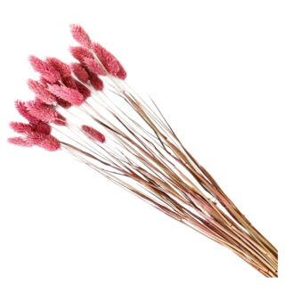 寶石草 乾燥花 50支 花頭長約4-6cm 總長約40cm 適合插花, 粉色