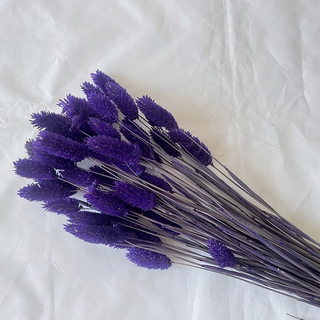 寶石草 乾燥花 Set 50支 暗紫色