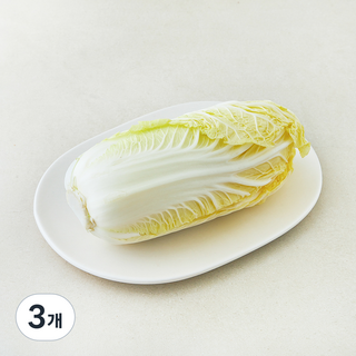 전남 진도 알배기, 450g, 3개, 1개입