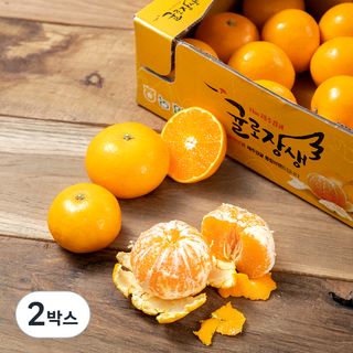 OnlyJeju 농협 진지향, 1.5kg, 2박스