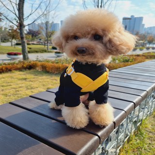 바이굄 반려견 X 하네스, 쁘띠 옐로우(랜덤발송), 1개