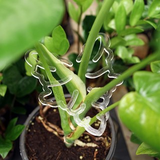 Morningscent 龜背芋透明塑膠植物莖支架 02 海芋, 2個