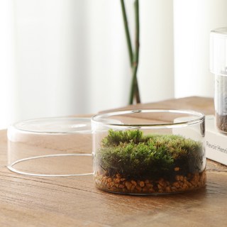 GLASSCO Eco Terrarium 生態玻璃缸多用途寬口盆 5.5公分 SH0210, 透明
