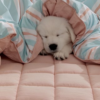 파르페by알레르망 모던센트 알러지케어 패드, 오렌지