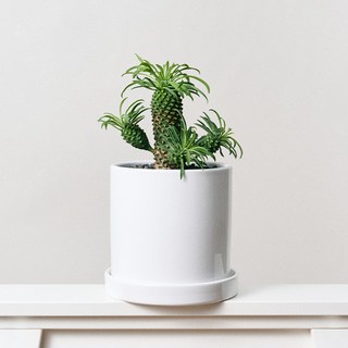 코코도르팜 도자기 화분 중형 + 괴마옥 파인애플선인장 세트, 그린, 1세트