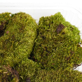 갑조네 테라리움 비단이끼 소포장 20 x 16 cm, 혼합색상, 1개