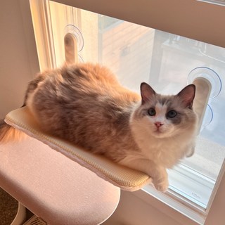 마아 고양이 강력 흡착 폴딩식 창문 해먹, 혼합색상, 1개