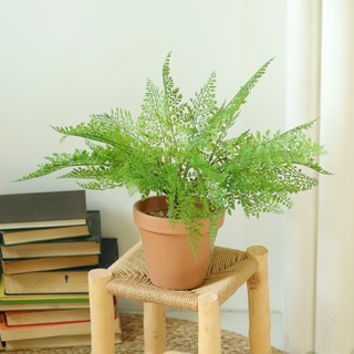 ScentBasket 仿真常綠蕨類盆栽組 L, 1個, 鐵線蕨