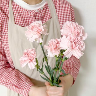 코코도르팜 생화 카네이션 5대, 핑크