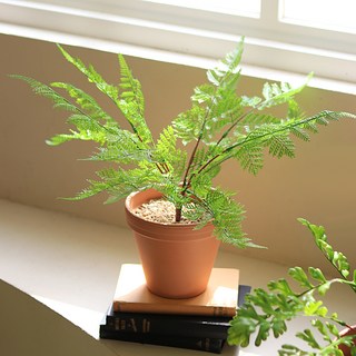 ScentBasket 人造常綠蕨類盆栽組 M, 1個, 蕾絲蕨