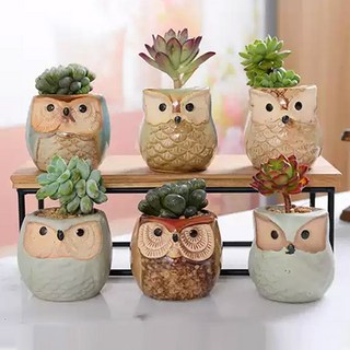 Market Plan 貓頭鷹多肉迷你盆栽組, 混合顏色, 1套