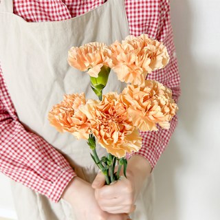 코코도르팜 생화 카네이션 5대, 코랄