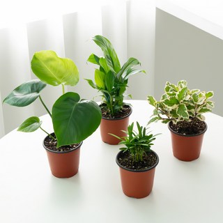 코코도르팜 생화 공기정화 식물B 포트 소 4종 세트, 혼합색상, 1세트