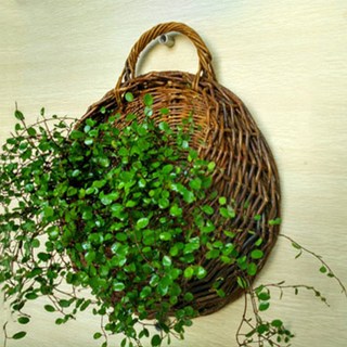 壁掛式花籃, 棕色