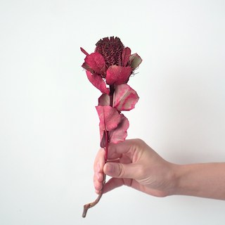 GAPANG 乾燥花千日紅 11號 DRYB170, 深紅色