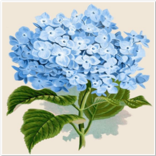 MOMOPIX PAINTING DIY數字油畫套組 40 x 40cm, 一朵藍繡球, 1組