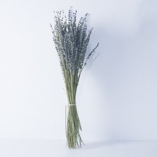 GAPANG 乾燥花 薰衣草 02號 DRYI009, 深藍色