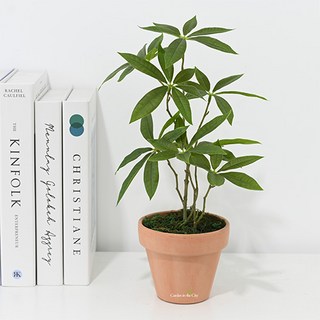 Garden in the City 人造迷你發財樹盆栽, 1個, 隨機出貨(陶盆)